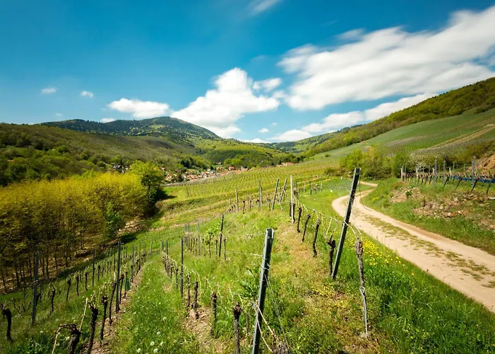 Chambre du Vigneron - Domaine Léon BLEESZ