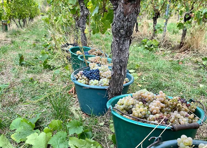 Chambre du Vigneron - Domaine Léon BLEESZ